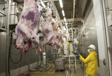 En agosto, el reporte mensual de sacrificio de bovinos y bufalinos siguió en alza respecto al mismo mes de 2020 por la preparación de canales para exportación. Foto: agriculturayganaderia.com sacrificio 2021, sacrificio bovino 2021, sacrificio agosto 2021, sacrificio ganado Colombia agosto 2021, Cifras sacrificio ganado bovino 2021, Sacrificio de ganado 2021, cifras sacrificio, sacrificio legal de bovinos, sacrificio colombia, sacrificio bovino Colombia, encuesta sacrificio ganado 2021, ganado bovino, ganadería bovina, carne, leche, ganaderos, ganaderos colombia, ganado, vacas, vacas Colombia, bovinos, Ganadería, ganadería colombia, noticias ganaderas, noticias ganaderas colombia, CONtexto ganad