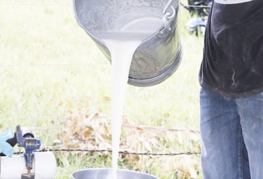 El acopio de leche se contrajo más de 12 % en comparación con el año pasado, que fue un año atípico, pero se mantuvo relativamente igual al de 2019. Foto: cronicadelquindio.com Acopio 2021, acopio formal leche 2021, leche Colombia, leche septiembre 2021, Acopio leche tercer trimestre 2021 Colombia, producción leche, Acopio formal leche Colombia 2021, recolección de leche en Colombia, producción leche Colombia 2021, precio leche cruda Colombia 2021, precio pagado al productor 2021, ganado bovino, ganadería bovina, carne, leche, ganaderos, ganaderos colombia, ganado, vacas, vacas Colombia, bovinos, Ganadería, ganadería colombia, noticias ganaderas, noticias ganaderas colombia, CONte