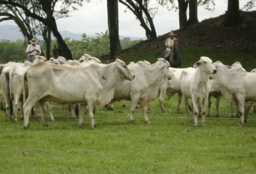 El precio del ganado en el Meta ha empezado a estabilizarse y se prevé que para fin de año puede tener una ligera baja. Foto: ica.gov.co complejo ganadero, Meta, precio del ganado, carne, clima, pagos, Nómina, Feria, sacrificio, macho, hembra, vacas, novillas, forma de pago, cualidades, preñez, edad, vacunación, oferta, consumidor, intermediación, registro, transacciones, empleos, estadísticas, DANE, Ganadería, ganadería colombia, noticias ganaderas colombia, CONtexto ganadero
