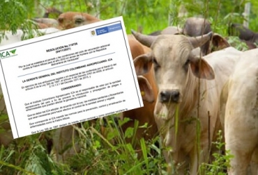 El ciclo adicional tendrá una duración de 30 días. Se deben vacunar alrededor de 1,7 millones de animales contra la fiebre aftosa mediante la vinculación de aproximadamente 774 personas naturales entre veterinarios, programadores, vacunadores y digitadores. Foto: Fedegán Fiebre aftosa, vacunación, vacunación fiebre aftosa, ciclo de vacunación adicional 2022, Convocatoria ejecución ciclo adicional fiebre aftosa, Fedegán – FNG, Cronograma convocatoria, vacas, vacas Colombia, lechería, bovinos, ganadería bovina, ganadería bovina Colombia, noticias ganaderas, noticias ganaderas Colombia, contextoganadero