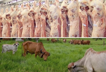 Gracias a los esfuerzos de los últimos años, las exportaciones de carne y ganado en 2021 han tenido el mejor comportamiento en una década. Foto: FEP - Fedegán FNG - DeFrentealCampo exportaciones de carne 2021, exportaciones carne tercer trimestre 2021, exportaciones carne, exportaciones carne Colombia 2021, Exportación carne 2021, exportaciones carne septiembre 2021, exportación de bovinos Colombia, exportación carne bovina, ganado bovino, ganadería bovina, carne, leche, ganaderos, ganaderos colombia, ganado, vacas, vacas Colombia, bovinos, Ganadería, ganadería colombia, noticias ganaderas, noticias ganaderas colombia, CONtexto ganadero, contextoganadero