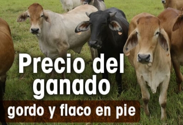 Así se comportó el precio del ganado en las diversas subastas del país. Foto: CONtexto ganadero. Precio ganado hoy 2021, precio del ganado hoy colombia, precio ganado en pie colombia 2021, precio de ganado en pie feria de medellín, precio de ganado en pie en córdoba, precio de ganado flaco, precio de hembra flaca, macho de levante, hembra de levante, precio del ganado, precio del ganado en colombia, ganado colombia, precio ganado gordo, precio ganado flaco, precio hembras, precio bovinos, precio bovinos colombia, subastas, subastas colombia, Subastanet, feria de ganados de medellín, precio del ganado e