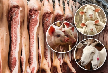 El sacrificio de porcinos ha crecido pero no al mismo ritmo de 2020, en tanto que el de ovinos y caprinos aún no se recupera a los niveles prepandemia. Foto: porcicultura.com - portalveterinaria.com - ganaderia.com - agrositio.com.ar Sacrificio otras especies 2021, sacrificio otras especies septiembre 2021, cifras sacrificio, sacrificio especies menores tercer trimestre 2021, sacrificio colombia, encuesta sacrificio ganado 2021, sacrificio porcino, sacrificio caprino, sacrificio ovino, sacrificio cerdos, sacrificio ovejas, sacrificio cabras, ganado bovino, ganadería bovina, carne, leche, ganaderos, ganaderos colombia, ganado, vacas, vacas Colombia, bovinos, Ganadería, ganadería colombia, noticias ganaderas, noticias ganaderas colombia,