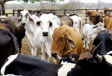 Los datos de septiembre muestran que en lo corrido de 2021 ha aumentado en 60 % el sacrificio con destino a exportación respecto al mismo periodo de 2020. Foto: dane.gov.co Sacrificio ganado vacuno tercer trimestre 2021, sacrificio ganado bovino 3er trimestre 2021, sacrificio 2021, sacrificio bovino 2021, sacrificio septiembre 2021, sacrificio ganado Colombia septiembre 2021, Cifras sacrificio ganado bovino 2021, Sacrificio de ganado 2021, cifras sacrificio, sacrificio legal de bovinos, ganado bovino, ganadería bovina, carne, leche, ganaderos, ganaderos colombia, ganado, vacas, vacas Colombia, bovinos, Ganadería, ganadería colombia, noticias ganaderas, noticias ganaderas colom