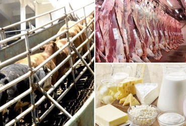En lo corrido del año, el sector ganadero bovino ha logrado envíos por cerca de 352 millones de dólares, una cifra que no se veía desde 2012. Foto: elabcrural.com - eleconomistaamerica.co - invima.gov.co Exportaciones ganaderas octubre 2021, Exportaciones lácteos Colombia 2021, exportaciones ganaderas Colombia 2021, exportaciones carne Colombia octubre 2021, exportaciones ganado en pie Colombia octubre 2021, ganado bovino, ganadería bovina, carne, leche, ganaderos, ganaderos colombia, ganado, vacas, vacas Colombia, bovinos, Ganadería, ganadería colombia, noticias ganaderas, noticias ganaderas colombia, CONtexto ganadero, contextoganadero