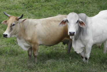 Por segundo mes consecutivo, el índice al productor de ganado macho y hembra para sacrificio aumentó. Foto: FM Center Es Noticia. Precio ganado hoy 2021, precio del ganado hoy colombia, precio ganado en pie colombia 2021, precio de ganado en pie feria de medellín, precio de ganado en pie en córdoba, precio de ganado flaco, precio de hembra flaca, macho de levante, hembra de levante, precio del ganado, precio del ganado en colombia, ganado colombia, precio ganado gordo, precio ganado flaco, precio hembras, precio bovinos, precio bovinos colombia, subastas, subastas colombia, Subastanet, feria de ganados de medellín