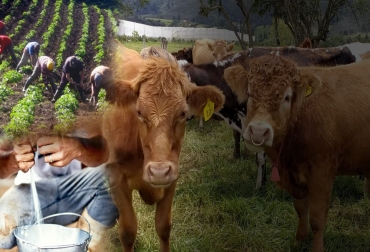 El cumplimiento de los compromisos asumidos por Colombia en el marco del TLC ha provocado una pérdida de la dinámica en la tasa de crecimiento de acopio formal de la leche líquida a los productores nacionales. Foto: unperiodico.unal.edu.co - radionacional.co - ciacalifornia.com.co Leche, leche en polvo, importaciones de leche en polvo, TLC, Estados Unidos, seguridad alimentaria, escasez, escasez de leche, leche cruda, Fedegán, soberanía alimentaria, producción de leche, acopio, Asoleche, inventarios de leche en polvo, salvaguardia, salvaguardia bilateral, la ruta de la ganadería de leche, vacas, vacas Colombia, lechería, bovinos, ganadería bovina, ganadería bovina Colombia, noticias ganaderas, noticias ganaderas Colombia, contextoganadero