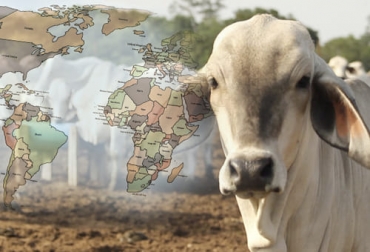 El alza en los precios del ganado y de la carne es un fenómeno generalizado en distintos países, así como ha ocurrido con las subidas de otros productos. Foto: actualidadganadera.com - mapamundipolitico.com Precio ganado hoy 2021, precio del ganado hoy colombia, precio ganado en pie colombia 2021, precio de la carne, precio de la carne 2021, precio carne Colombia, precio de ganado en pie en córdoba, precio ganado en el mundo, Australia, méxico, estados unidos, argentina, Francia, ganado bovino, ganadería bovina, carne, leche, ganaderos, ganaderos colombia, ganado, vacas, vacas Colombia, bovinos, Ganadería, ganadería colombia, noticias ganaderas, noticias ganaderas colombia, CONtexto ganadero, contextoganadero