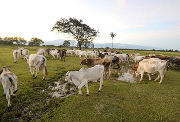 Una de las consecuencias que ha traído el anticipo del verano en los Llanos es la liquidación de ganado por escasez de alimento y por eso los precios han comenzado a bajar. Foto: hoteldelllano.com precio del ganado, Meta, complejo ganadero, Verano, calor, pasturas, Heno, Silo, maíz, Comité de Ganaderos, sobreoferta, alimento, ventas, grandes superficies, demanda, carne, sacrificio, obligaciones, navidad, fin de año, Puerto López, Puerto Gaitán, ganado de leche, brahman, cerdo, carnes frías, pavo, Ganadería, ganadería colombia, noticias ganaderas colombia, CONtexto ganadero