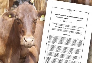 El gobierno reglamentó el Sistema Nacional de Identificación, Información y Trazabilidad Animal con lo cual se espera avanzar rápidamente en la materia, lo cual es una exigencia en los mercados internacionales. Foto: agronet.gov.co - MinAgro Trazabilidad, sistema, identificación, información, Minagricultura, ICA, reglamentación, identificación, información, inocuidad, Invima, carne, bienestar animal, transporte, Guía Sanitaria de Movilización Interna, ganado bovino, autoridad sanitaria, gremios, reglamentación, producción, registro de predios, hierros, marcas, información sanitaria, movilización animal, transportadores, vehículos, establecimientos, producción primaria, Ministerio de Transporte, plantas de beneficio, ganadería, ganadería Colombi