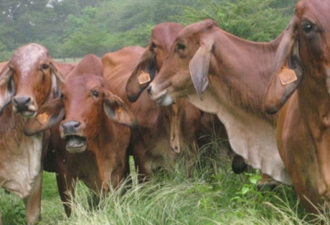 Se encuentra en consulta pública por sólo 5 días un proyecto de resolución que permite avanzar en los temas de trazabilidad animal en el país. Foto: ipsa.gob.ni Trazabilidad, consulta pública, proyecto de resolución, reglamentación, identificación, información, Trazabilidad Animal, inocuidad, productos, origen geográfico, cadena alimentaria, Producción, procesamiento, distribución, retiro inmediato, mercado, stock, dirección, administración, lineamientos de política, ICA, Invima, carne, Bienestar Animal, transporte, Guía Sanitaria de Movilización Interna, Ganadería, ganadería colombia, noticias ganaderas colombia, CONtexto ganadero
