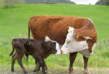 Ante la escasez que se presenta de animales para el repoblamiento, la cría se ha vuelto un negocio atractivo que está tomando fuerza otra vez en Colombia. Foto: ganaderia.com cría, levante, ceba, Hacienda San José, negocio, precios, reposición, costos, cebadores, cruces, adaptabilidad, pérdida de peso, destete, Guaviare, Antioquia, caquetá, Casanare, precocidad sexual, Terneros, preñez, nacimientos, Inseminación, intervalo entre partos, palma, maíz, soya, maracuyá, piña, Genética, La Brahmadora, Brahman Rojo, Ganadería, ganadería colombia, noticias ganaderas colombia, CONtexto ganadero