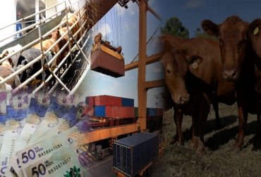 Las exportaciones de carne y ganado en pie seguirán moviendo la economía del sector. Foto: elabcrural.com - pixabay.com - freepik.es/jcomp - Fedegán FNG Exportaciones ganaderas octubre 2021, Exportaciones lácteos Colombia 2021, exportaciones ganaderas Colombia 2021, exportaciones carne Colombia octubre 2021, exportaciones ganado en pie Colombia octubre 2021, ganado bovino, ganadería bovina, carne, leche, ganaderos, ganaderos colombia, ganado, vacas, vacas Colombia, bovinos, Ganadería, ganadería colombia, noticias ganaderas, noticias ganaderas colombia, CONtexto ganadero, contextoganadero, ganaderia 2022, ganaderia colombia 2022, perspectivas ganaderas 2022,