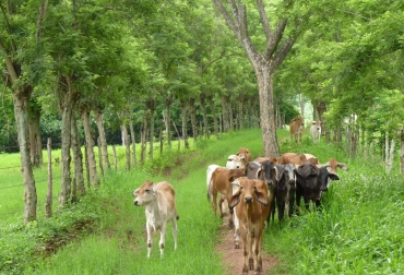 Para Bancolombia el panorama se avizora positivo, pero es claro con los riesgos. Foto: es.mongabay.com Ganadería, ganadería colombia, noticias ganaderas, noticias ganaderas colombia, CONtexto ganadero, Bancolombia, analisis ganaderia bancolombia, panorama ganadero 2022, ganaderia 2022, economia ganadera 2022, perspectivas ganaderia 2022, ganaderia colombia 2022, ganado en pie, exportaciones de ganado en pie, exortaciones de ganado en pie 2022, exportaciones de carne, exportaciones de carne 2022