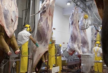 En años anteriores, el umbral de 3 millones de cabezas se superaba en agosto o septiembre, pues al año se sacrifican hasta 4 millones de cabezas. Foto: frigotun.com sacrificio bovino 2021, sacrificio noviembre 2021, sacrificio ganado Colombia noviembre 2021, Cifras sacrificio ganado bovino 2021, Sacrificio de ganado 2021, cifras sacrificio, sacrificio legal de bovinos, sacrificio colombia, ganado bovino, ganadería bovina, carne, leche, ganaderos, ganaderos colombia, ganado, vacas, vacas Colombia, bovinos, Ganadería, ganadería colombia, noticias ganaderas, noticias ganaderas colombia, CONtexto ganadero, contextoganadero
