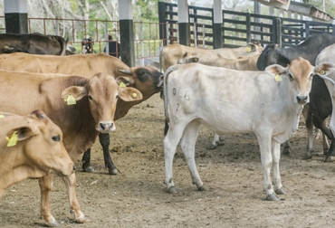 Las exportaciones de carne, ganado y lácteos totalizaron 427,4 millones de dólares, 50,6 % más que las de 2020. Foto: minagricultura.gov.co Exportaciones ganaderas diciembre 2021, Exportaciones lácteos Colombia 2021, exportaciones ganaderas Colombia 2021, exportaciones ganado Colombia, exportaciones carne Colombia 2021, Exportaciones ganado en pie Colombia 2021, ganado bovino, ganadería bovina, carne, leche, ganaderos, ganaderos colombia, ganado, vacas, vacas Colombia, bovinos, Ganadería, ganadería colombia, noticias ganaderas, noticias ganaderas colombia, CONtexto ganadero, contextoganadero