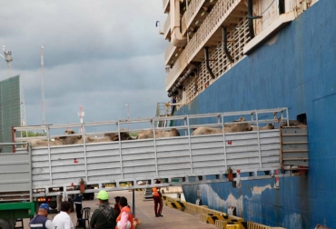 El pasado fin de semana zarpó un buque con 10 000 animales con destino Egipto. Foto: Oscar Díaz / El Universal Exportaciones ganaderas diciembre 2021, Exportaciones lácteos Colombia 2021, exportaciones ganaderas Colombia 2021, exportaciones ganado Colombia, exportaciones carne Colombia 2021, Exportaciones ganado en pie Colombia 2021, ganado bovino, ganadería bovina, carne, leche, ganaderos, ganaderos colombia, ganado, vacas, vacas Colombia, bovinos, Ganadería, ganadería colombia, noticias ganaderas, noticias ganaderas colombia, CONtexto ganadero, contextoganadero