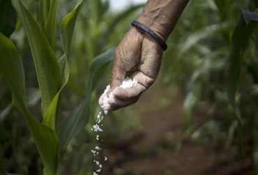 Rusia y Ucrania son grandes proveedores de fertilizantes a nivel mundial. Foto: chicanoticias.com Ganadería, ganadería colombia, noticias ganaderas, noticias ganaderas colombia, CONtexto ganadero, rusia, Ucrania, guerra rusia, invasion rusia ucrania, fertilizantes, precio de los fertilizantes, alto costo de los fertilizantes