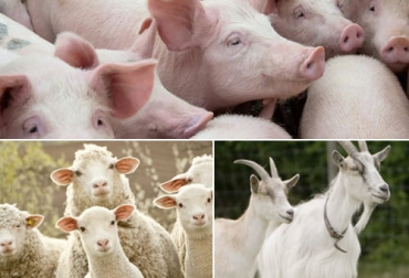 El sacrificio de porcinos se ha mantenido en crecimiento a pesar de la pandemia, mientras que el de ovinos y caprinos aún no se recupera del golpe económico. Foto: ganaderia.com - eleconomista.com.mx - deagronomia.com Sacrificio otras especies 2021, sacrificio porcinos diciembre 2021, cifras sacrificio, sacrificio formal, sacrificio colombia, sacrificio bovino Colombia, encuesta sacrificio ganado 2021, sacrificio porcino, sacrificio caprino, sacrificio ovino, sacrificio cerdos, sacrificio ovejas, sacrificio cabras, ganado bovino, ganadería bovina, carne, leche, ganaderos, ganaderos colombia, ganado, vacas, vacas Colombia, bovinos, Ganadería, ganadería colombia, noticias ganaderas, noticias ganaderas colombia, CONtexto ga
