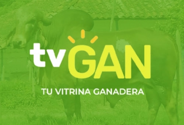 Este 24 de febrero es la oportunidad de participar en la subasta ganadera de TVGan donde se tendrán animales de diferentes razas y características para el mejoramiento del hato. Foto: TvGan Subasta, TVGAN, finca, lotes, TvAgro, Tecnología, video, registro, plataforma, paleta, puja, pagaré, martillo, adjudicación, Guías de Movilización, ICA, animales sanos, certificado, salud, médico veterinario, animales mestizos, cruzados, comerciales, puros, F1, terneras, Terneros, novillas, novillos, vacas, toros, negocios, Ganadería, ganadería colombia, noticias ganaderas colombia, CONtexto ganadero