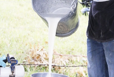 Mientras que el volumen de litros acopiados cae, el precio pagado al productor sigue creciendo a niveles nunca antes vistos. Foto: cronicadelquindio.com acopio leche cruda enero 2022