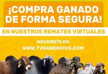 El 31 de marzo se realiza una nueva subasta virtual de TVGan para ayudar al ganadero a incrementar o mejorar el hato. Foto: Cortesía Subasta ganadera TVGan