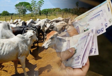 Para el experto, hay dos grupos de animales en el negocio ganadero: las hembras que son la fábrica de terneros y los machos. Foto: talcualdigital.com - eleconomistaamerica.co Manejo de finanzas en ganadería