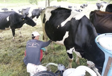 Entre 2002 y 2017 el porcentaje de la alimentación en los costos de producción de lechería en el Altiplano cundiboyacense ha aumentado 7,1 %. Foto: ica.gov.co trabajador ordeñando vaca lechería altiplano