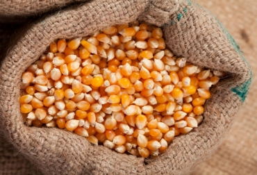 Rusia y Ucrania representan conjuntamente más de una cuarta parte de las exportaciones mundiales de trigo. Foto: iStock materias primas ucrania