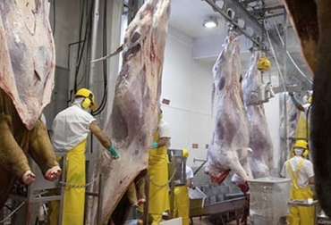 El número de canales de ganado vacuno en enero de 2022 se contrajo en 27 190 al compararlo con el mismo mes de 2021. Foto: frigotun.com sacrificio de ganado bovino colombia enero 2022