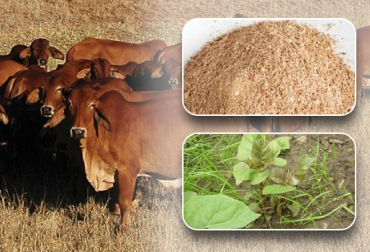 ¿Qué más se puede hacer para reducir aún más los costos de alimentación sin sacrificar la calidad de la alimentación? Foto: CONtexto ganadero. concentrado ganado