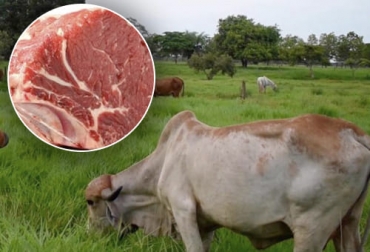 Los 96,6 millones de dólares que ingresaron por la venta de carne y ganado al exterior son casi 60 % más comparados con los ingresos del primer bimestre de 2021. Foto: eluniversal.com.co - recetas.com exportaciones carne ganado febrero 2022