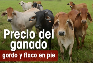 En esta oportunidad, la subasta en la que mejor se cotizó el macho de ceba fue en Cogasucre – Sincelejo. Foto: CONtexto Ganadero Precio del Ganado