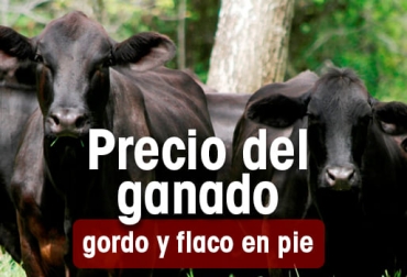 Así se comportó el precio del ganado en las diversas subastas del país. Foto: CONtexto ganadero. precio ganado colombia
