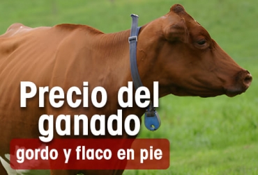 Así se comportó el precio del ganado en las diversas subastas del país. Foto: CONtexto ganadero. precio del ganado
