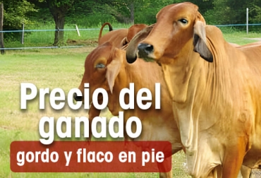 Así se comportó el precio del ganado en las diversas subastas del país. Foto: CONtexto ganadero. precio del ganado