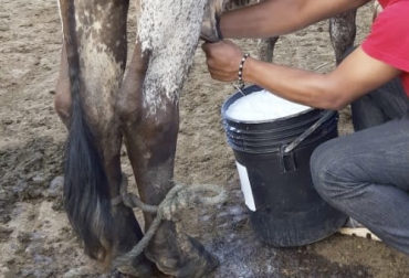 Foto: panoramadelsanjorge.com.co Baja el valor de la leche pagado al productor