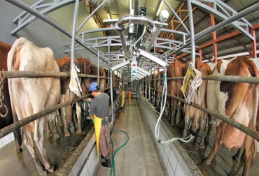 En el caso de Rabobank, se anticipa un crecimiento interanual positivo en el tercer trimestre de 2022. Foto: actualidadganadera.com produccion mundial leche