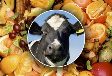 A juicio del PhD Yesid Avellaneda, se deberían focalizar esfuerzos institucionales para que los lecheros busquen alternativas no convencionales como residuos de frutas. Foto: nutrimaxcr.com - ecoticias.com suplementos lecheria