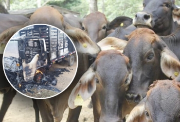 El paro armado golpeó con fuerza al sector ganadero de varios departamentos quienes incurrieron en millonarias pérdidas. Foto: elheraldo.co - cambiocolombia.com Bus incinerado y animales afectados por el paro armado.