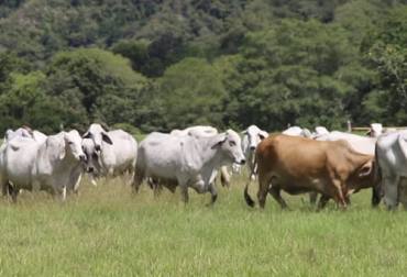 Para obtener mejores resultados en el negocio de la ceba se puede hacer una asociación en donde cada uno desarrolle un proceso. Foto: Captura de pantalla Ganado de ceba