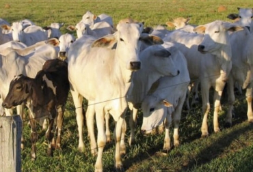 “Los mercados siempre son cambiantes y van al son de la oferta y la demanda, así como estuvo atractivo en Colombia, ahora será en Brasil”: Miguel Dulcey. Foto: ganadosycarnes.com Miguel Dulcey: Comercio de ganado en pie del Medio Oriente se vuelca hacia Brasil