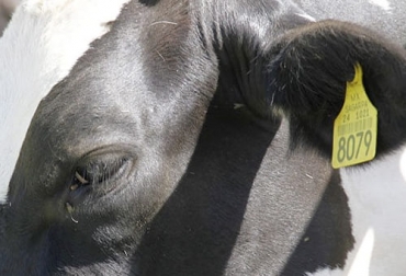 La disponibilidad de chapetas para movilizar los animales en Arauca genera controversia entre productores y el ICA. Foto: @Intelitec Ganado con chapeta