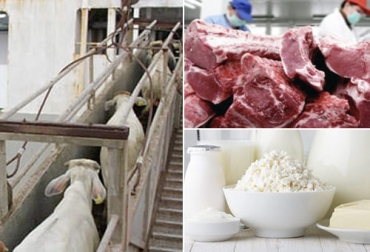 Las ventas de ganado en pie, lácteos, carne y despojos sumaron 164,95 millones de dólares en el primer trimestre de 2022, del 1 de enero al 31 de marzo. Foto: eluniversal.com.co - agritotal.com - elmetro.com.co exportaciones ganaderas de Colombia en marzo de 2022