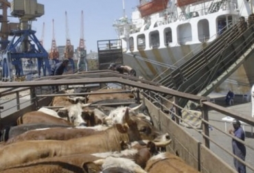 “Realizaremos la segunda exportación al Reino de Arabia Saudita a donde enviaremos 5.000 machos con pesos promedio de 390 kilos”: Miguel Dulcey. Foto: agritotal.com Exportaciones de ganado en pie Indonesia, Vietnam y Turquía están en la mira exportadora de Expoganados