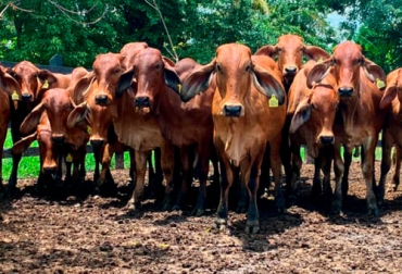 Expertos del sector ganadero opinan que implementar restricciones a la exportación de ganado o carne resultaría contraproducente, como fue el caso de Argentina. Foto: Subastar exportacion de ganado en pie de Colombia 2022