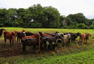 “Vamos a trabajar para que la ganadería continúe transformándose en una actividad sostenible para potencializar el país”: Rodrigo Lara Sánchez. Foto: Fedegán 8 propuestas para impulsar la ganadería