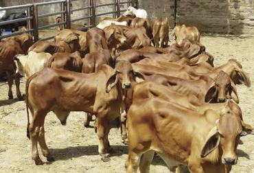 Foto: centralganadera.co Precio ganado flaco en Caldas
