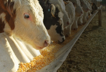 Diversos factores inciden en el rendimiento de la canal de los bovinos y por eso es importante un adecuado manejo desde antes de su nacimiento. Foto: agritotal.com Ganado alimentándose
