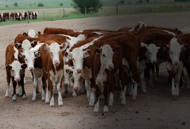 “El precio implícito”, que es el valor del kilo agregado, tomando en cuenta la relación de precios compra/ venta. Foto: CONtexto ganadero. precio recría bovina